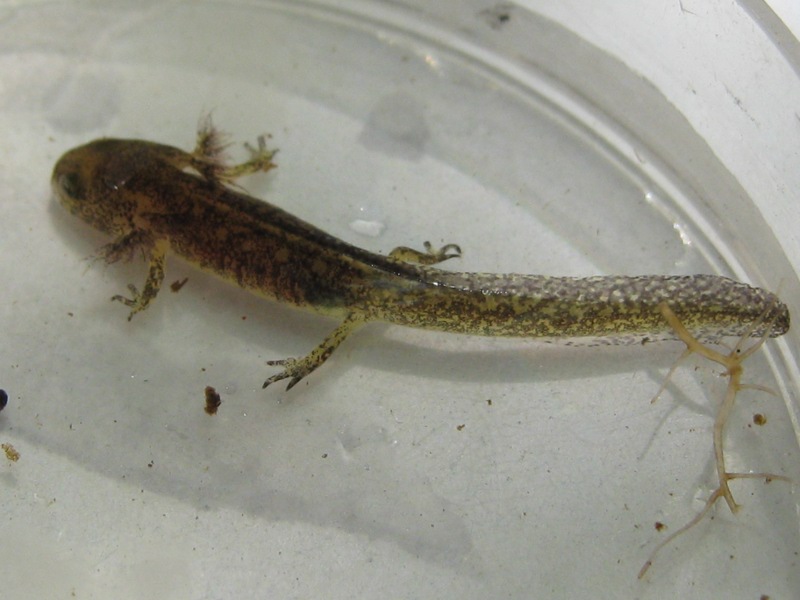 anche questa  salamandrina?? S. perspicillata, larva